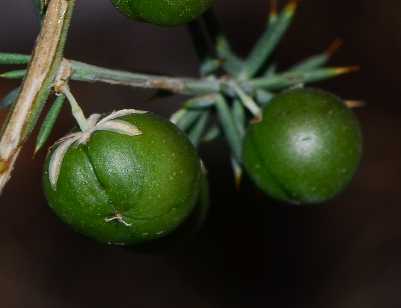 Image of Asparagus aphyllus specimen.