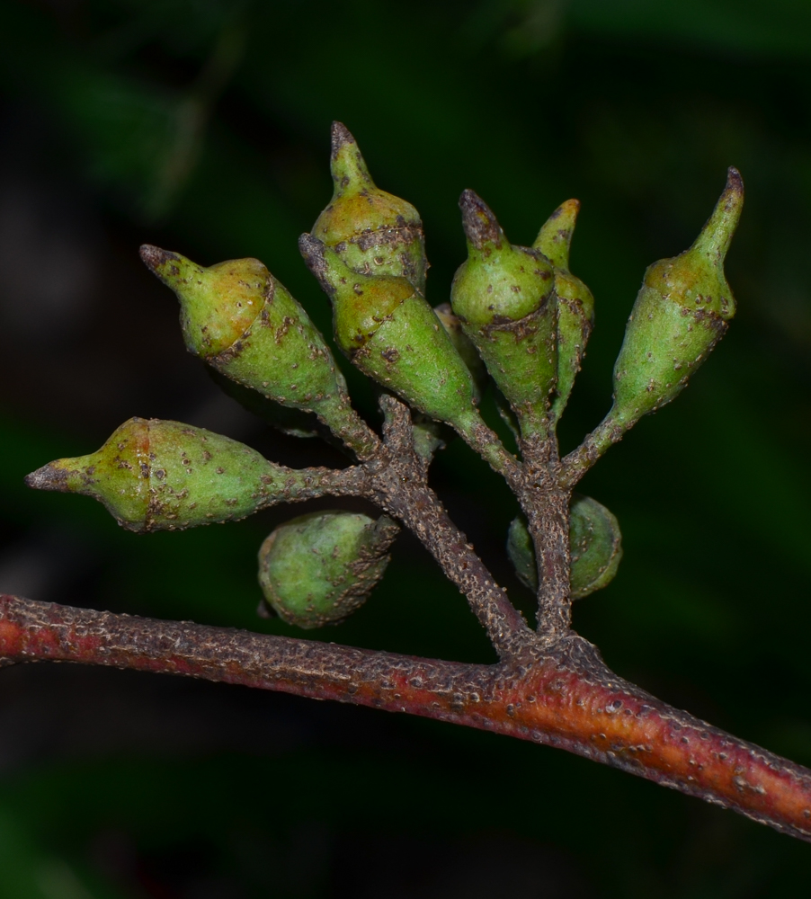 Image of genus Eucalyptus specimen.