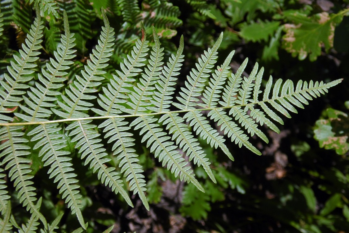 Image of Pteridium aquilinum specimen.