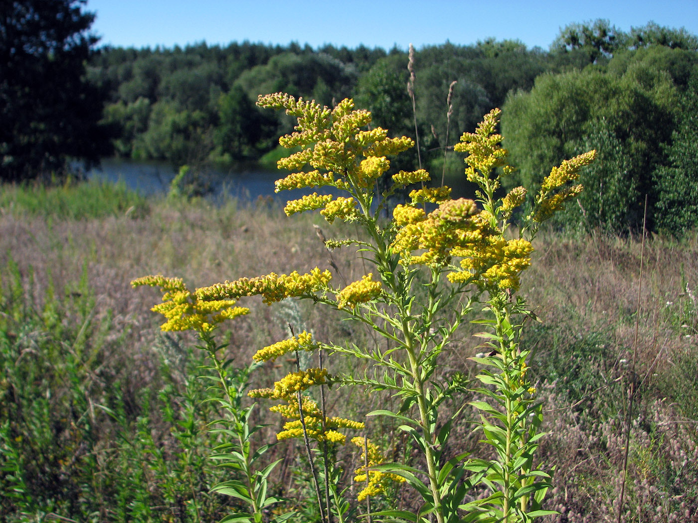 Image of Solidago canadensis specimen.