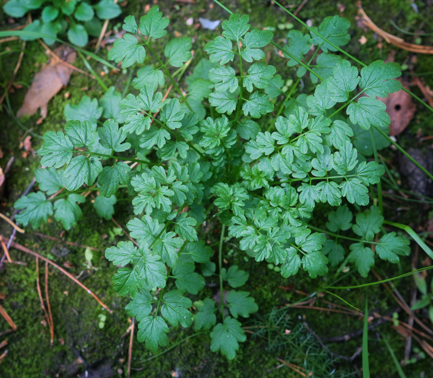 Image of Cardamine impatiens specimen.