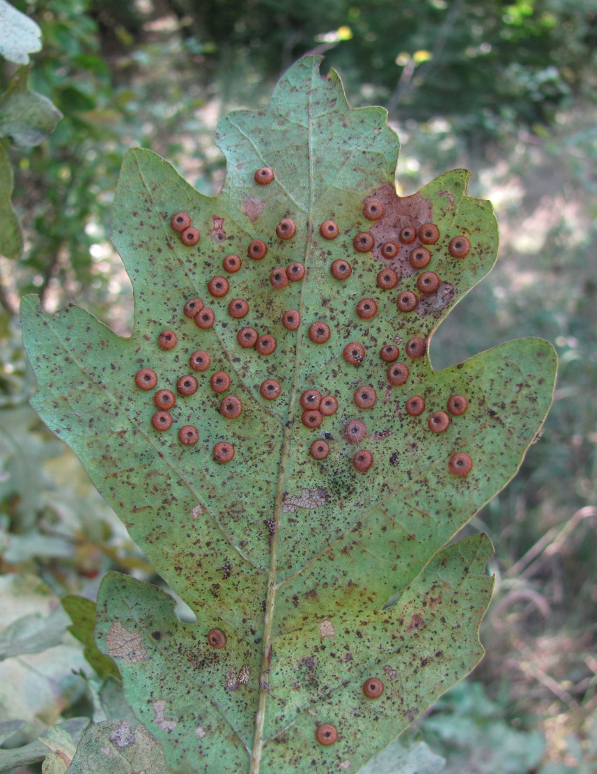 Image of Quercus robur specimen.