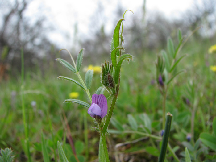 Изображение особи Vicia olbiensis.