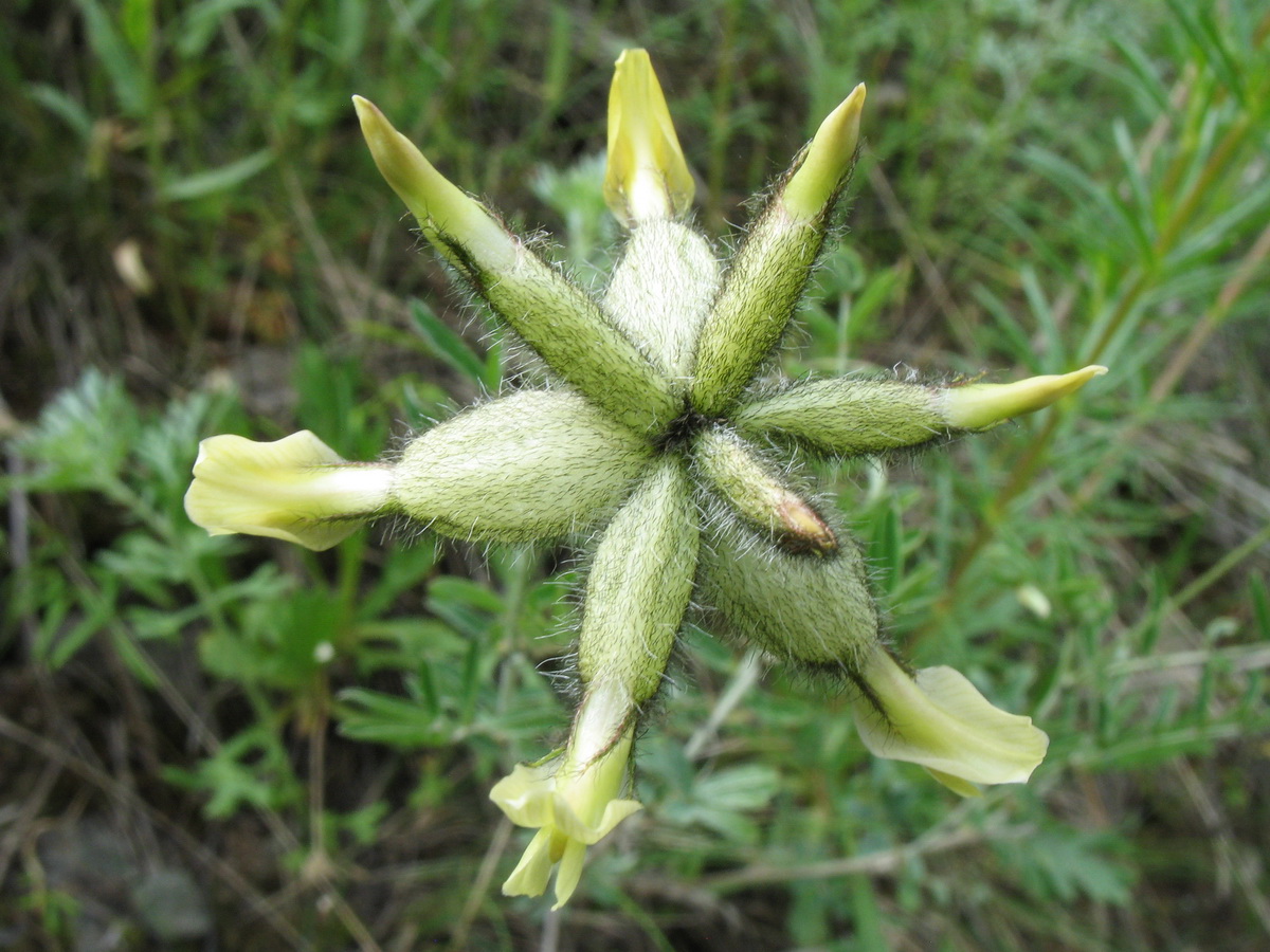 Изображение особи Astragalus veresczaginii.