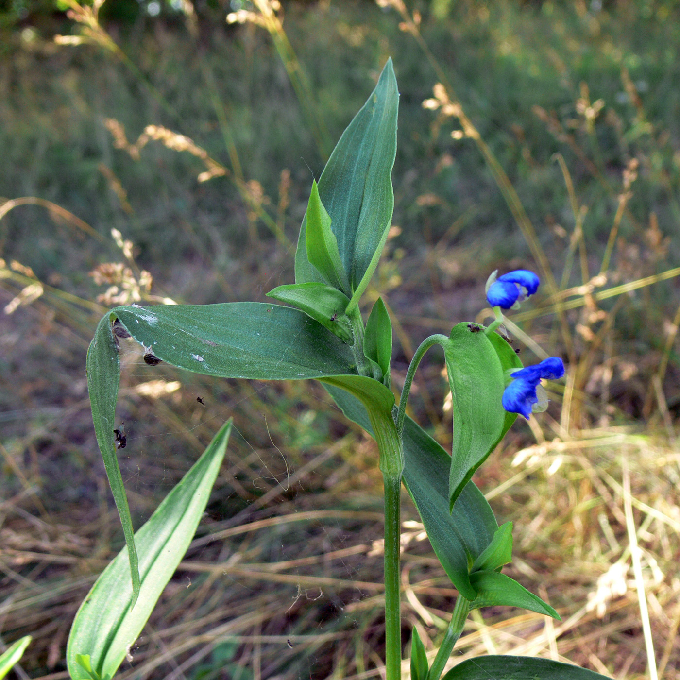 Image of Commelina communis specimen.