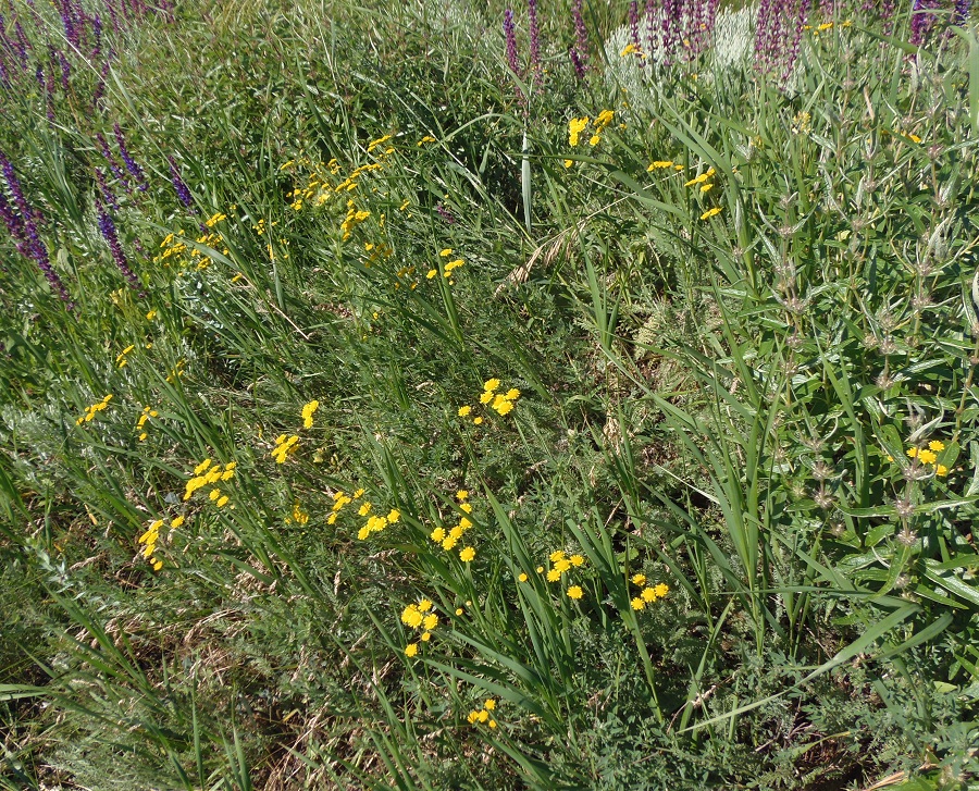 Image of Tanacetum millefolium specimen.