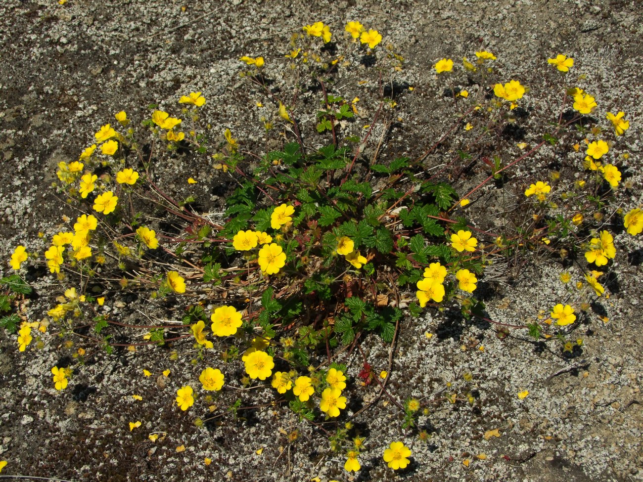 Image of Potentilla rupifraga specimen.