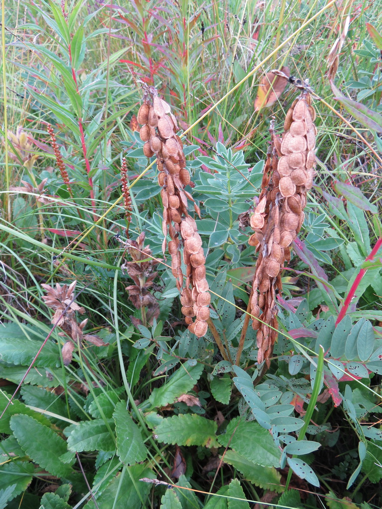 Изображение особи Hedysarum austrosibiricum.