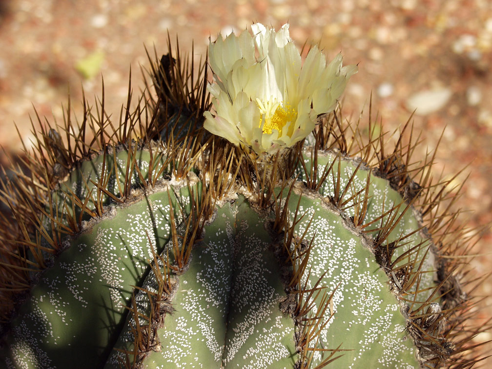 Изображение особи Astrophytum ornatum.