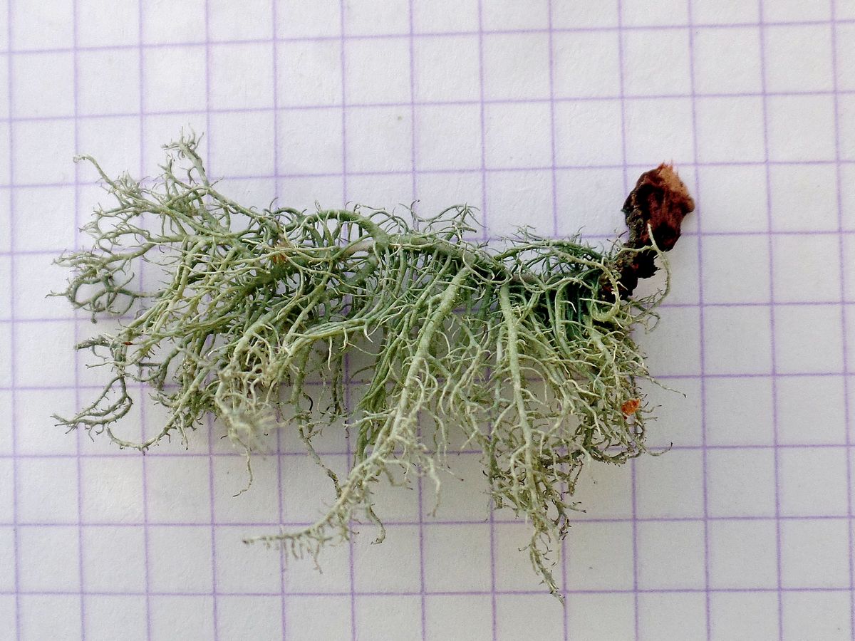 Image of genus Usnea specimen.