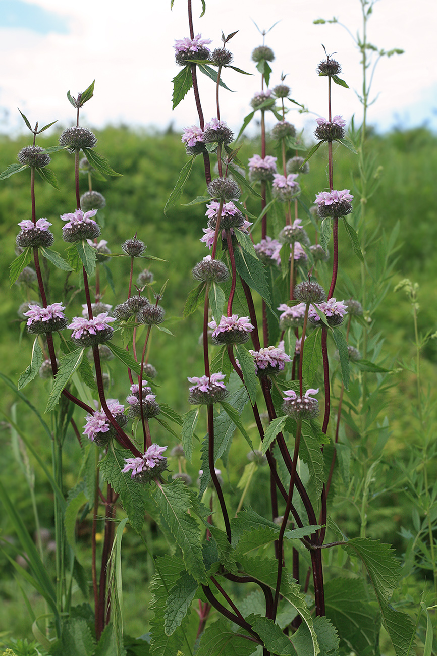 Image of Phlomoides tuberosa specimen.