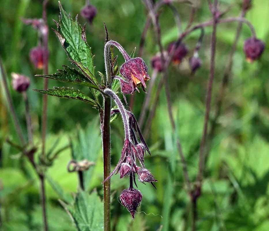 Image of Geum rivale specimen.