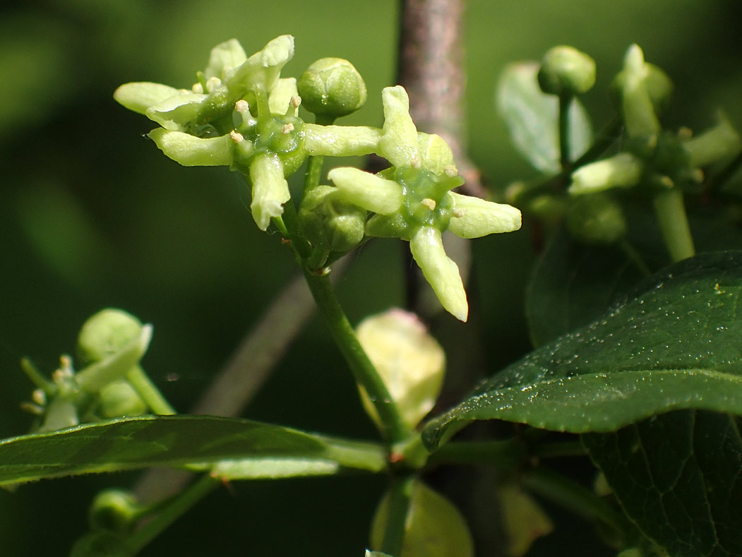 Изображение особи Euonymus europaeus.