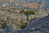 Pinus pallasiana. Взрослое дерево в соседстве с Juniperus excelsa. Крым, окр. Судака, гора Сокол, СВ склон, 50 м выше скалы \"Чёртов палец\". 06.10.2013.