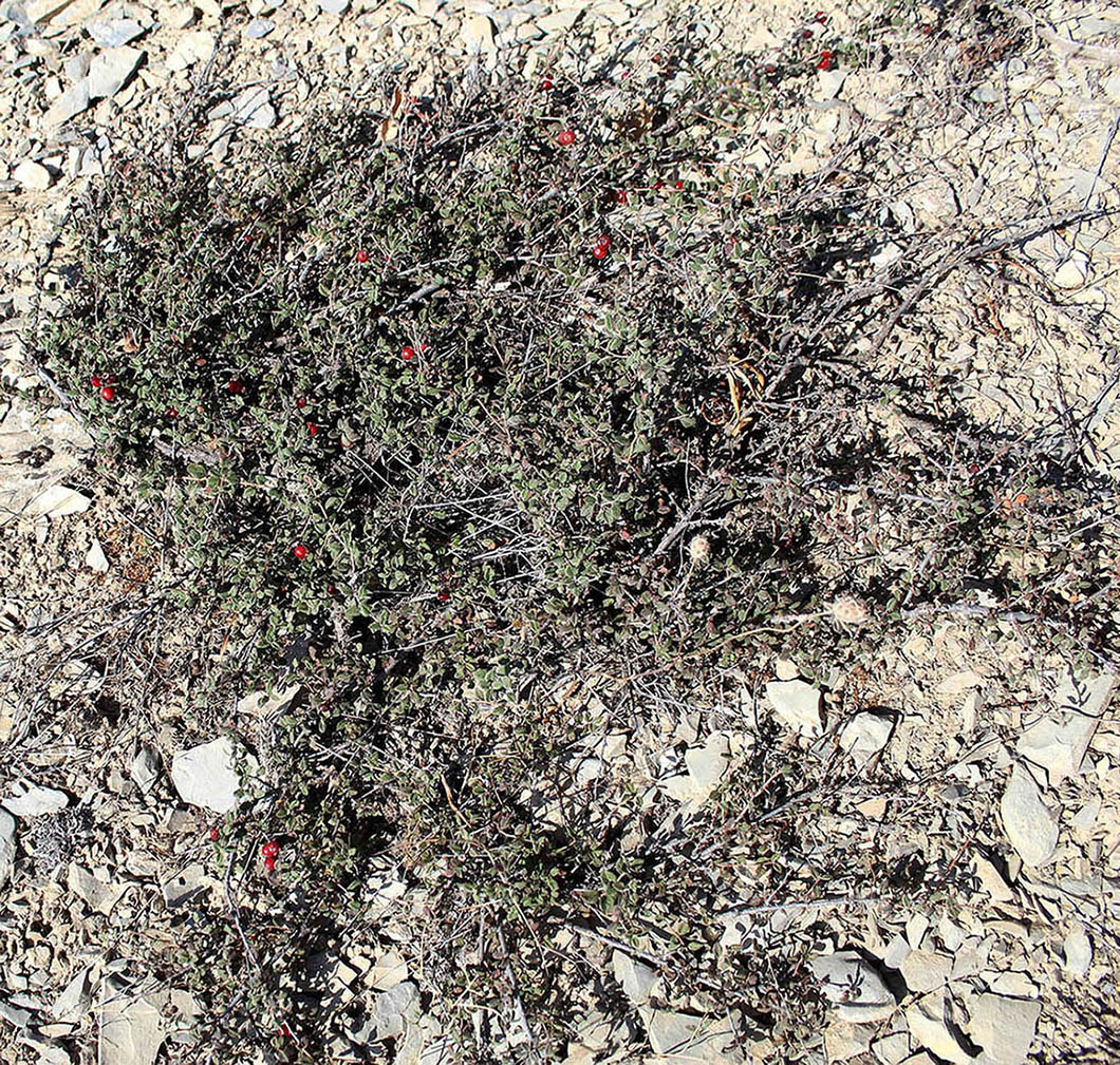 Image of Cerasus pseudoprostrata specimen.