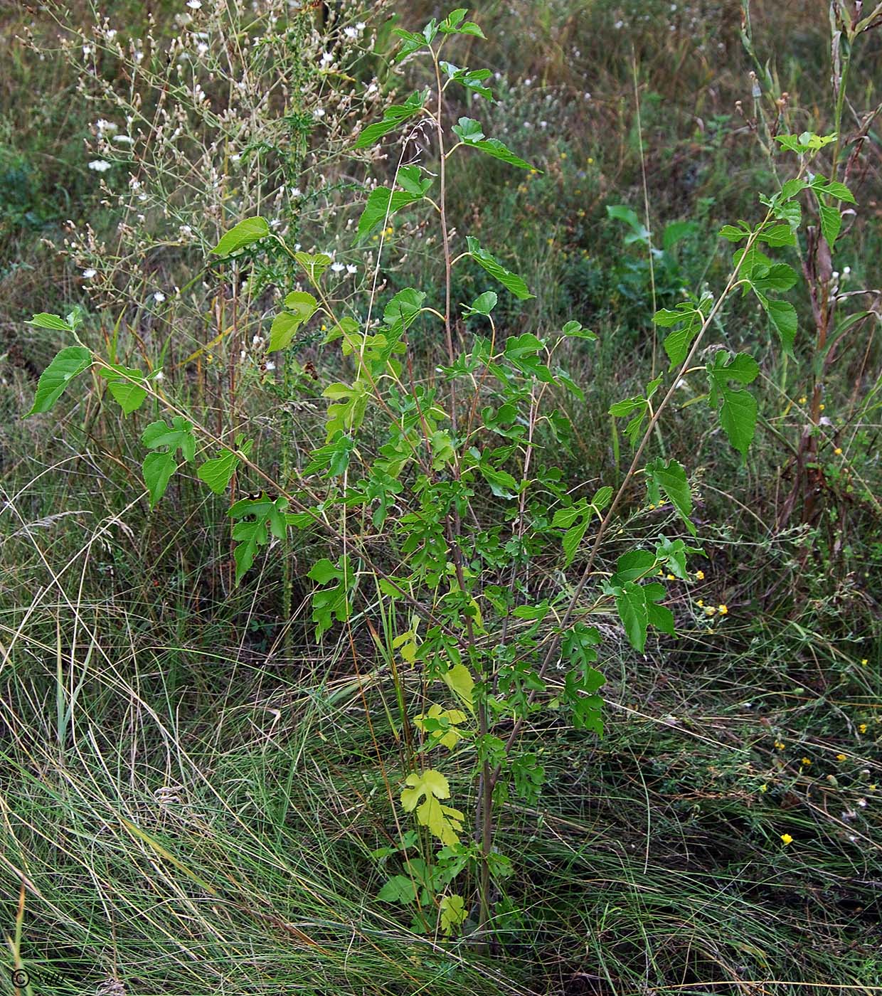 Image of Morus alba specimen.