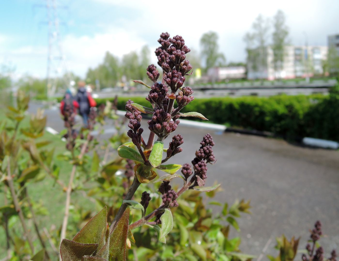 Изображение особи Syringa vulgaris.