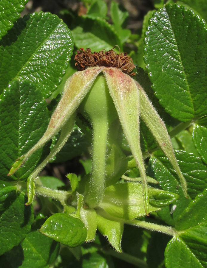 Изображение особи Rosa rugosa.