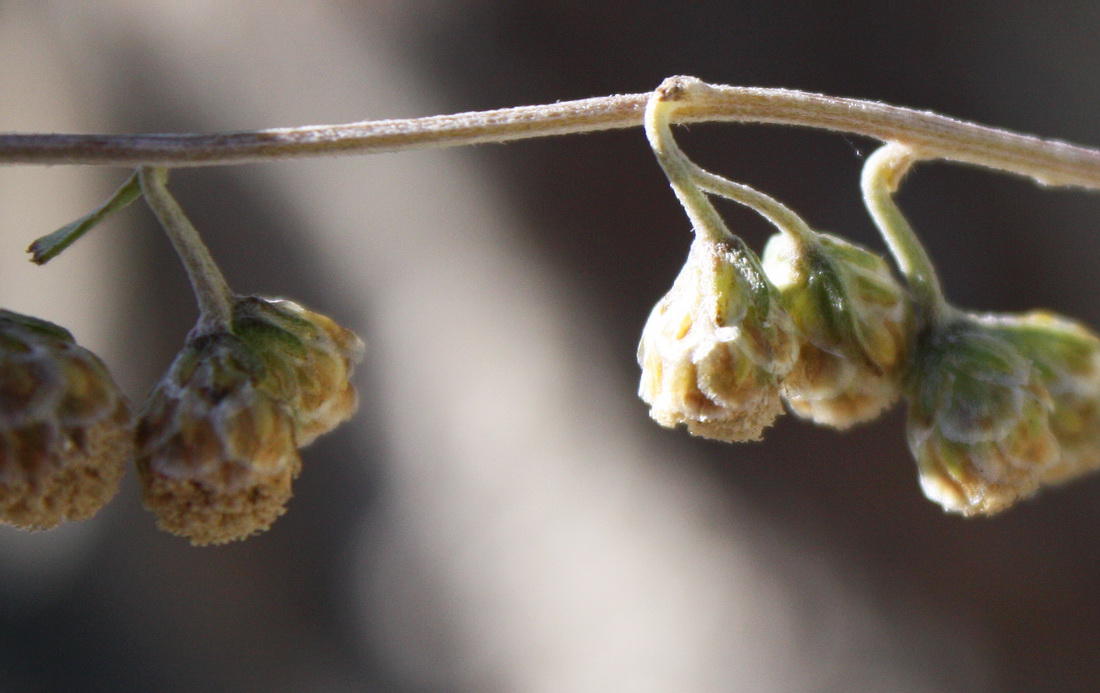 Изображение особи Artemisia sieversiana.