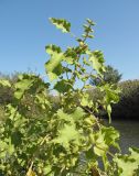 Xanthium orientale