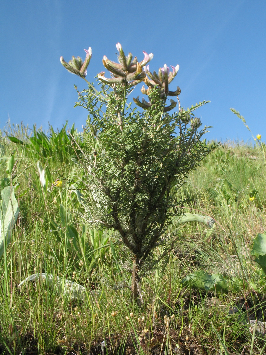 Image of Astragalus neolipskyanus specimen.