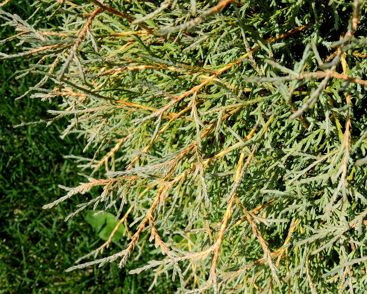 Image of Thuja occidentalis specimen.