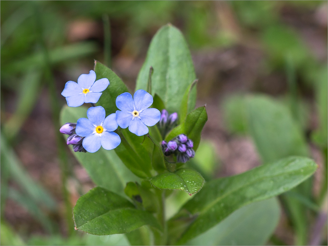 Image of Myosotis amoena specimen.