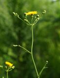 Sonchus arvensis subspecies uliginosus. Верхушка расцветающего растения. Восточный Казахстан, г. Усть-Каменогорск, правый берег р. Иртыш, луг. 12.07.2017.