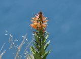Lobelia excelsa. Верхушка цветущего растения. Перу, оз. Титикака, о-в Такиле. 11 марта 2014 г.