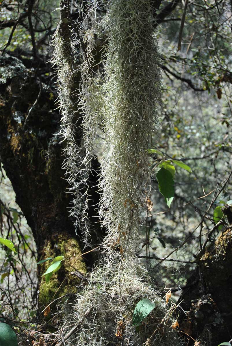 Изображение особи Tillandsia usneoides.