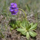 Primula algida