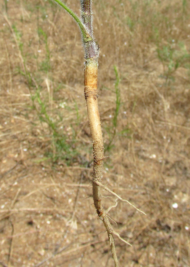 Image of Daucus guttatus specimen.