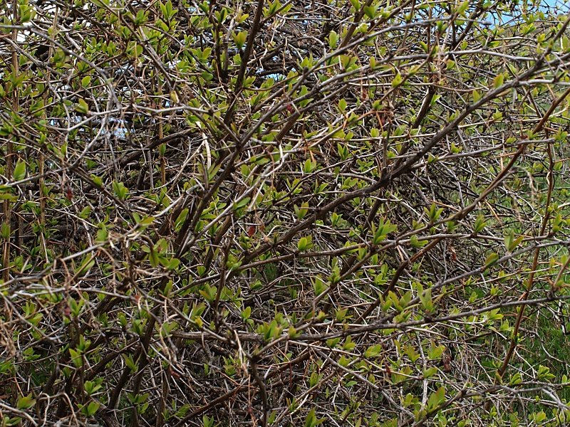 Image of Berberis vulgaris specimen.