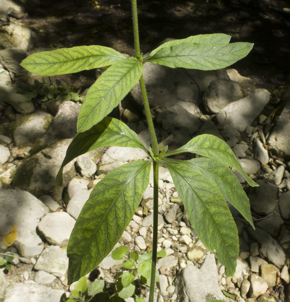 Image of Lysimachia verticillaris specimen.