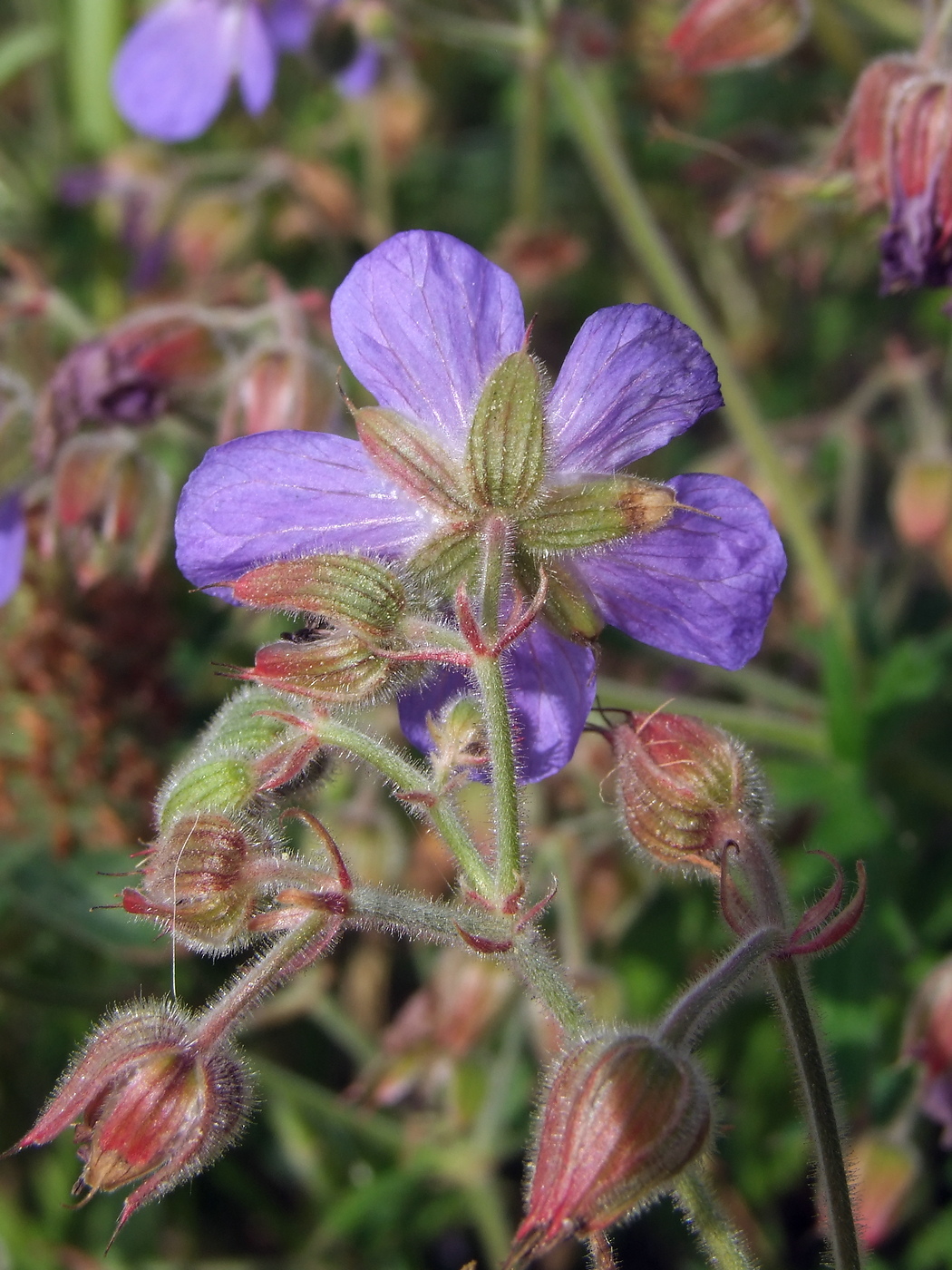 Image of Geranium pratense specimen.