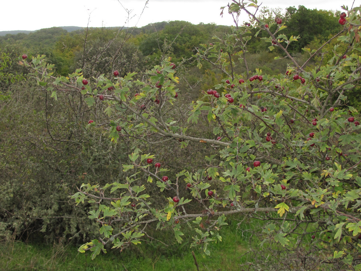 Изображение особи Crataegus &times; tournefortii.