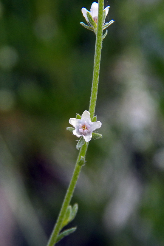 Image of genus Lappula specimen.