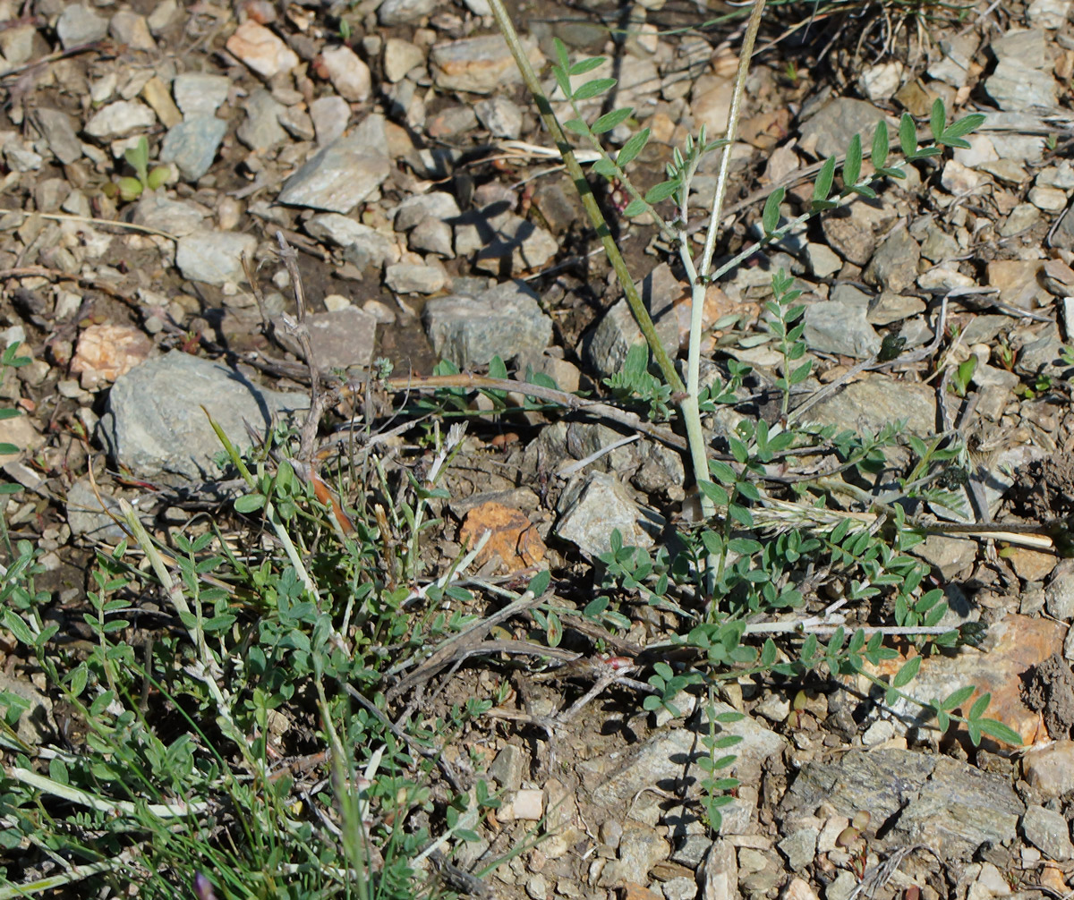 Image of Astragalus stenoceras specimen.