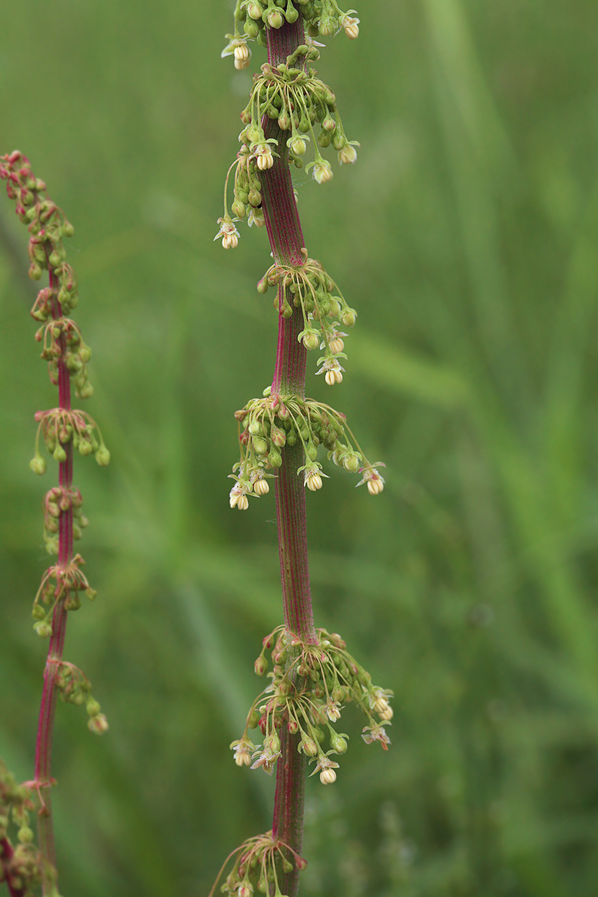 Image of Rumex gmelinii specimen.