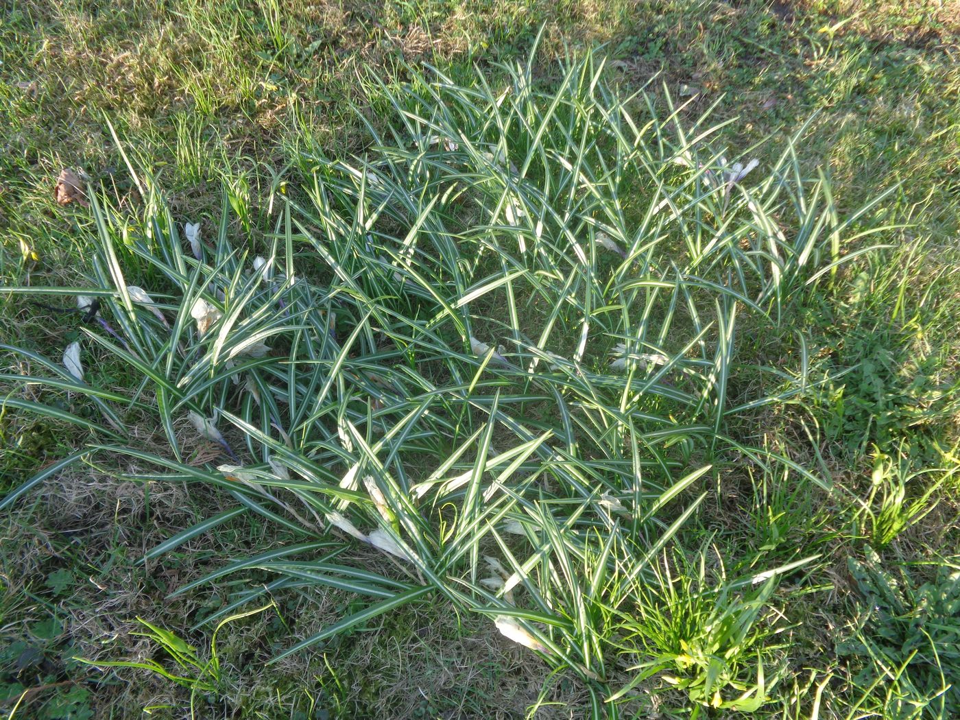 Image of Crocus vernus specimen.