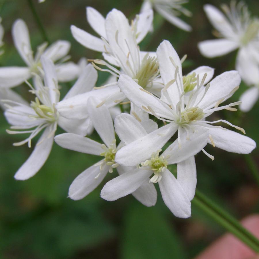 Image of Clematis recta specimen.