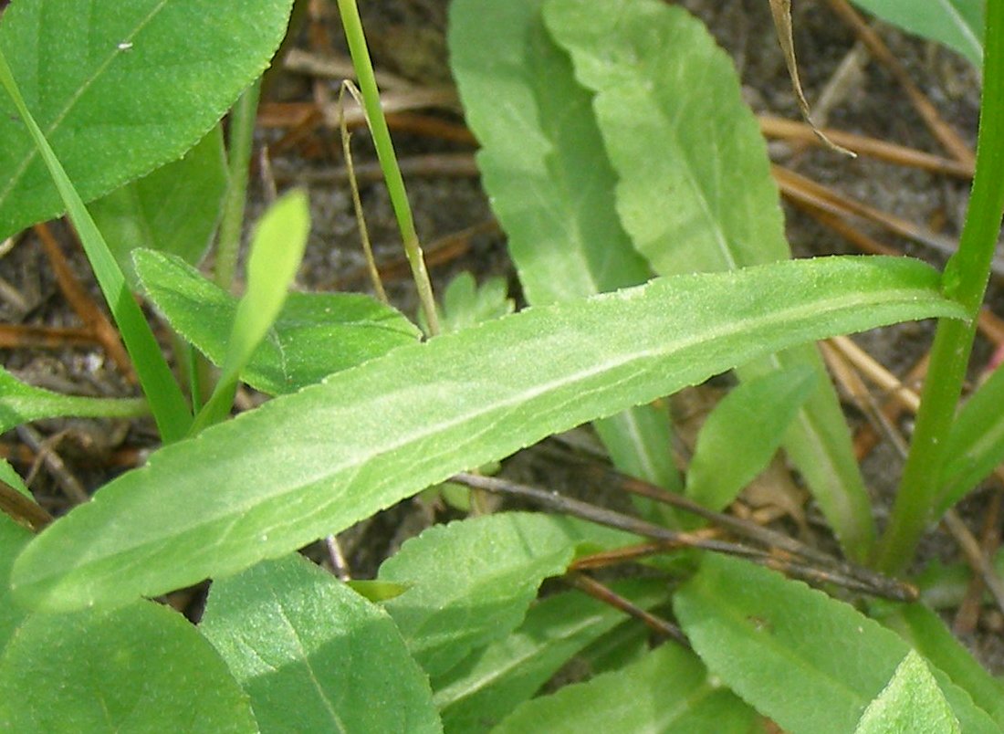 Image of Campanula patula specimen.