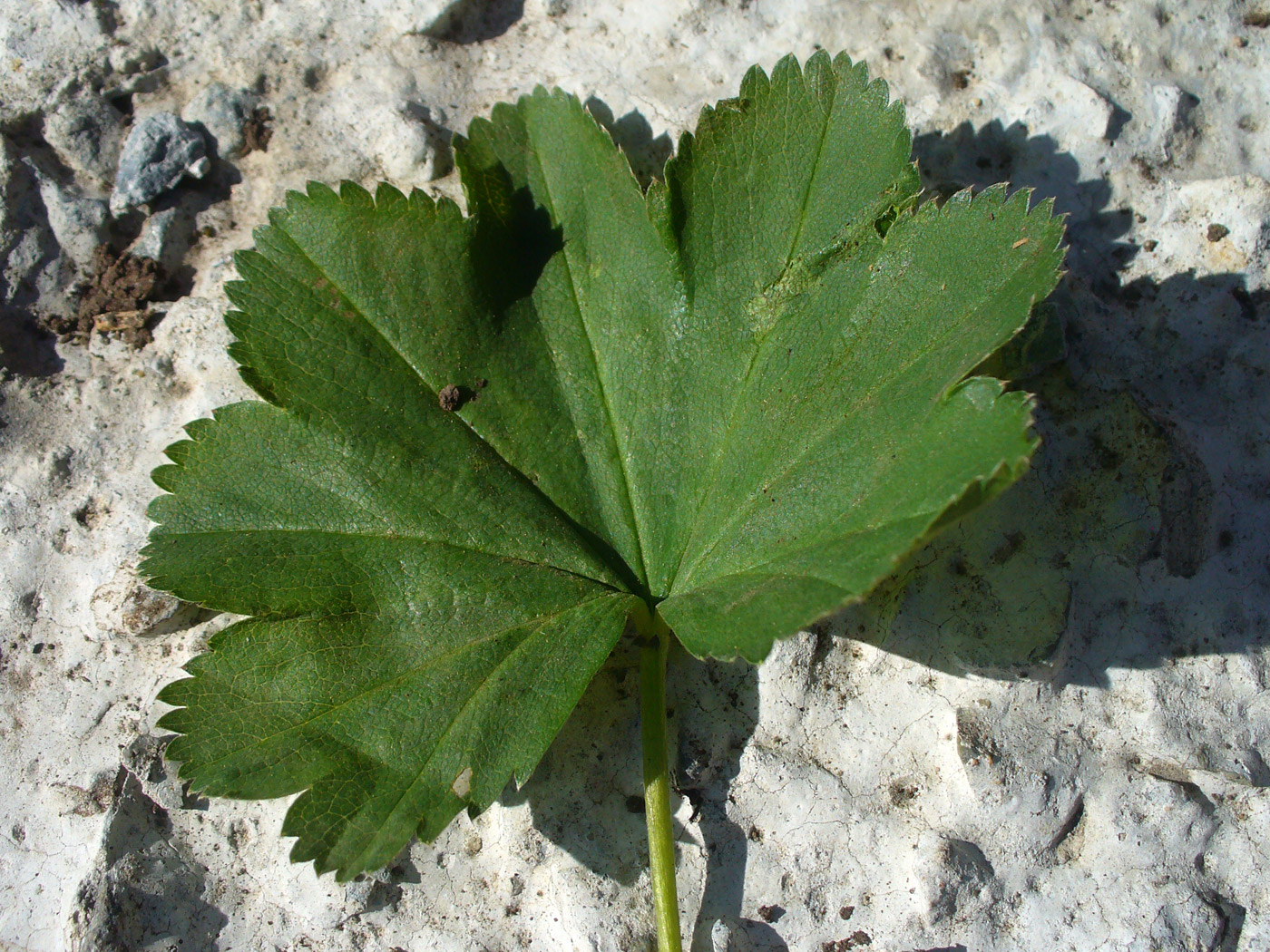 Image of Alchemilla pycnoloba specimen.