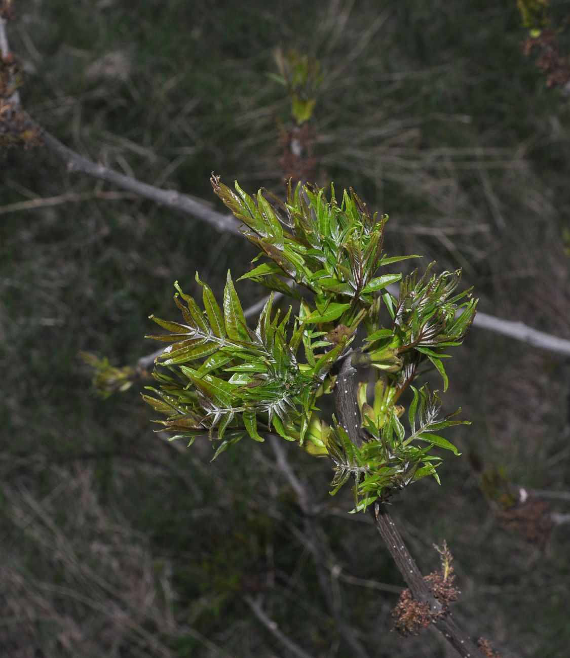 Image of genus Fraxinus specimen.