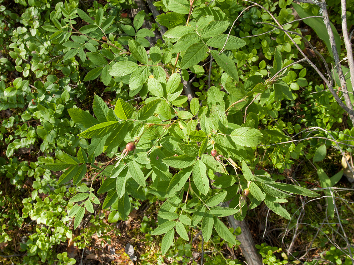 Image of Rosa cinnamomea specimen.