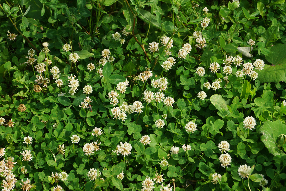 Изображение особи Trifolium repens.