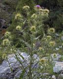 Cirsium semenowii