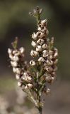 Calluna vulgaris. Верхушка ветви плодоносящего растения. Испания, автономное сообщество Каталония, провинция Жирона, комарка Баш Эмпорда, муниципалитет Сант-Фелиу-де-Гишольс, окр. памятника природы Pedralta (Педральта), в подлеске сосново-дубового леса. 08.03.2020.