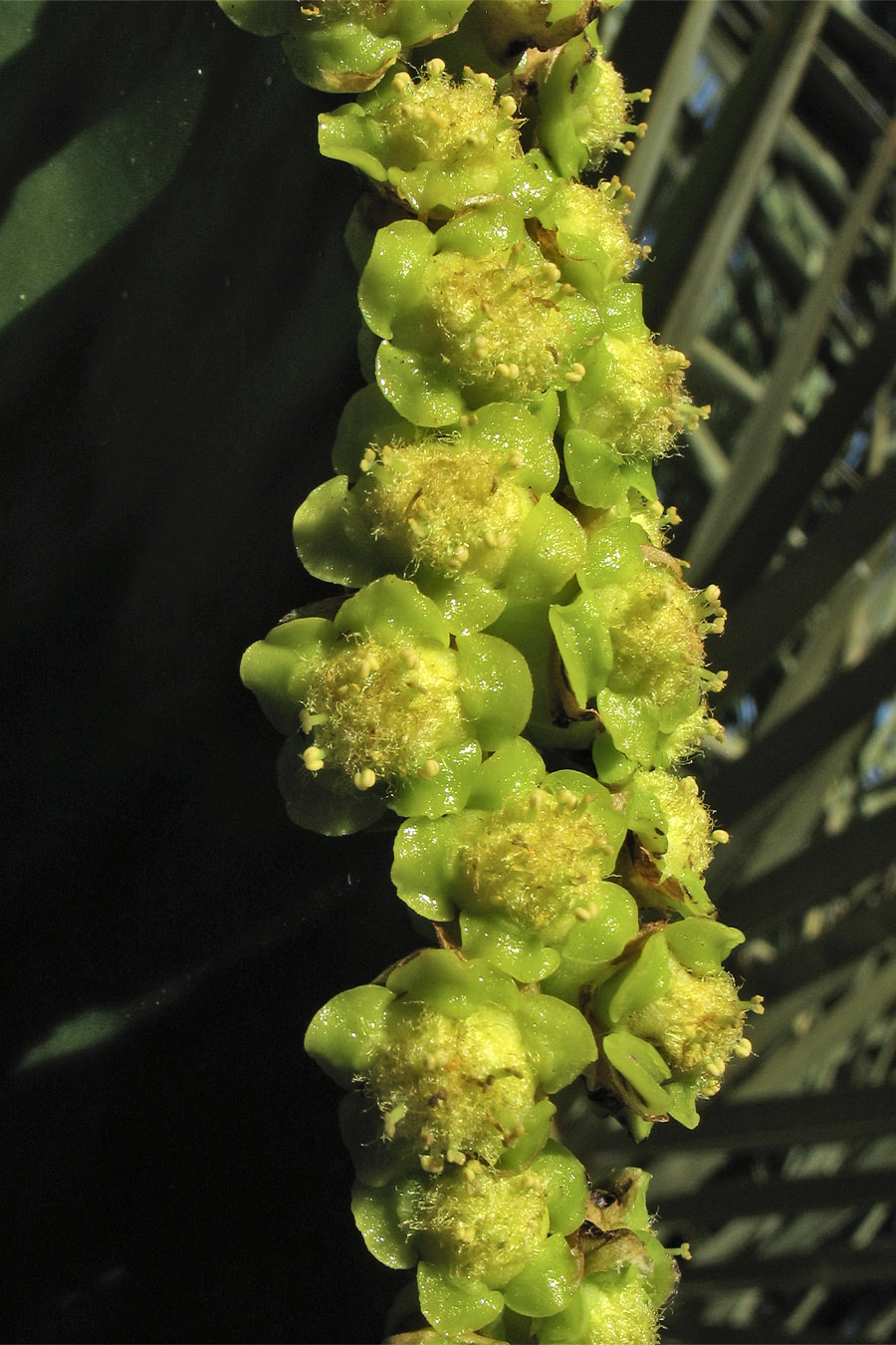 Image of Euphorbia ingens specimen.