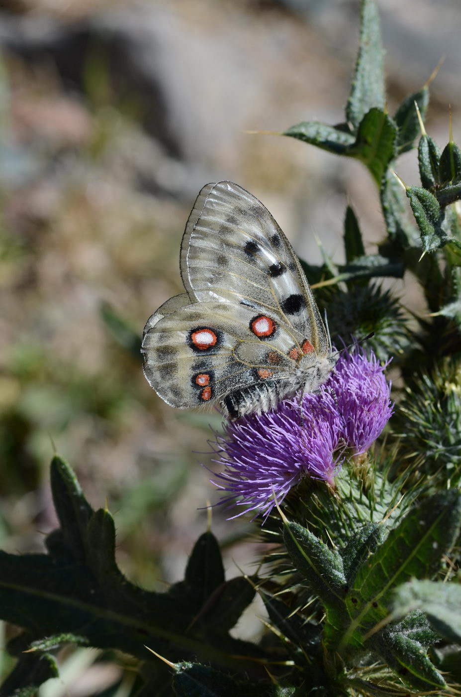 Image of Cirsium vulgare specimen.